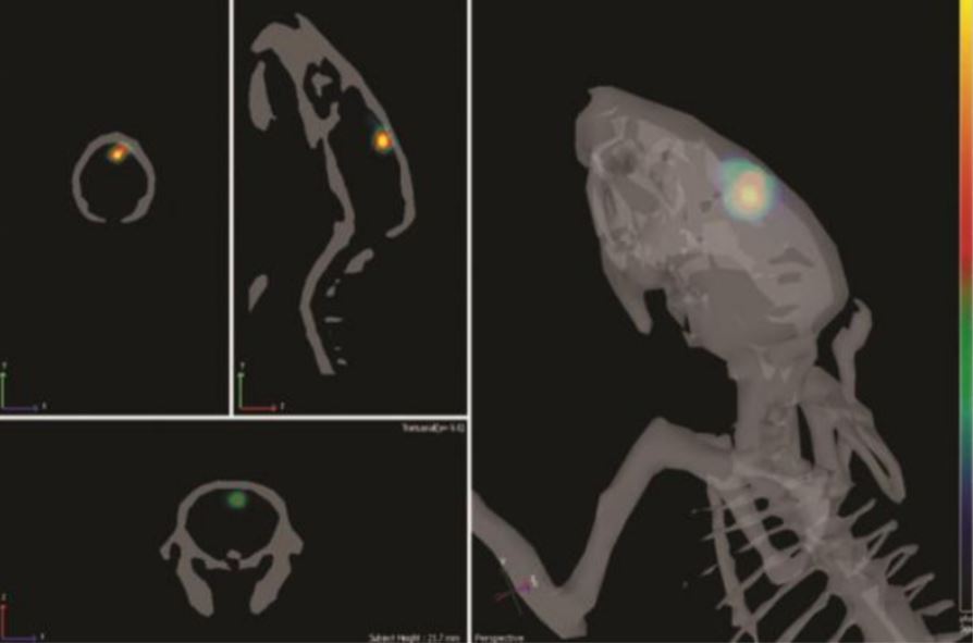 Preclinical In Vivo Imaging